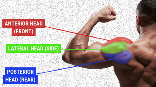 How to Build 3D Shoulders